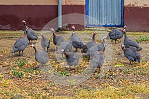 Domestic Guineafowl Birds