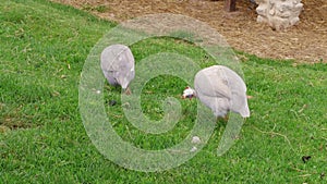 Domestic guineafowl pecking feed on green grass of barnyard