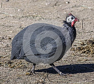 Domestic guineafowl 1