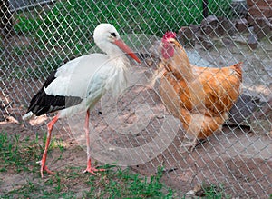 Domestic hen, wild stork bird chat across rabitsa grid fence