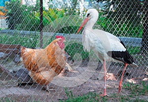 Domestic hen, wild stork bird communicate across rabitsa grid fe