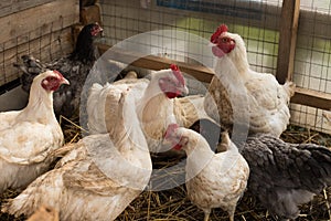 Domestic Hens free walk In In Wooden Barn