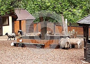 The domestic hoofed animals shelter in a zoo