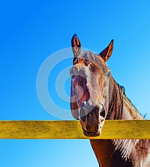 Domestic horse behind a yellow fence against the blue sky