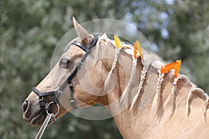 Domestic horse braided mane decorated with feather on the neck