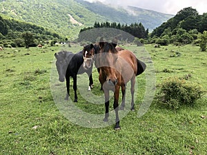 Domestic Horse - Equus ferus caballus