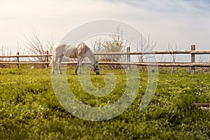 Domestic horse grazing on pasture at sunset
