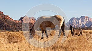 Domestic horse grazing in winter brown field