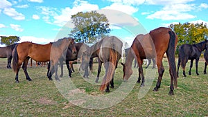 Domestic horses drinking cold water from a water tank