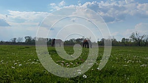 Domestic horses eat green vibrant grass on pasture in spring