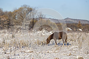 Domestic horses graze in a snowy field near an authentic village