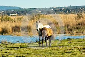 Domestic horses grazing in the field