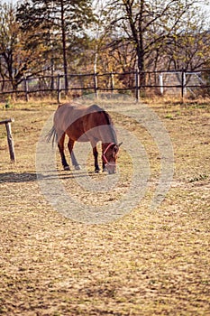 Domestic Horses - Portrait of Beautiful horse grazing in farm