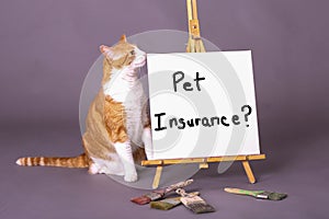 Domestic house cat standing by white sign with pet insurance