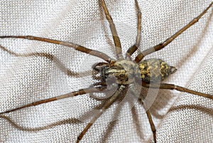 Domestic house spider