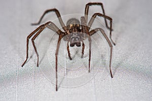 Domestic house spider with long legs on the curtain