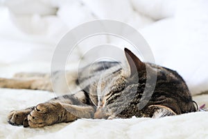 Domestic household Tabby cat lazing around the house