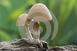 Domestic inky cap mushroom, coprinellus domesticus photo