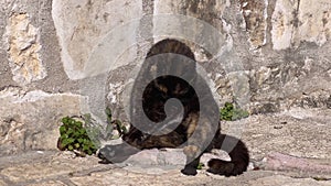 Domestic kitten sitting near stone wall licks paws