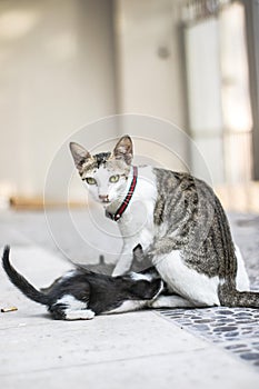 Domestic Kittens are Drinking Milk From Their Mother