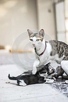 Domestic Kittens are Drinking Milk From Their Mother