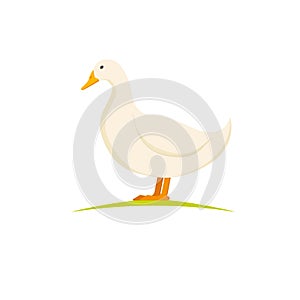 Domestic layer duck. White pekin duck on white background. Poultry farm birds