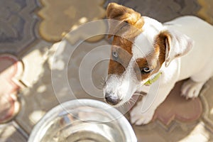 Domestic life with dog. Hungry dog with sad eyes is waiting for feeding .Jack Russell Terrier Dog Puppy.