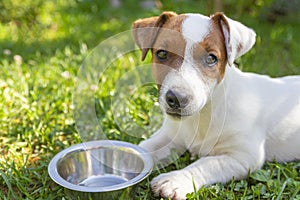 Domestic life with dog. Hungry dog with sad eyes is waiting for feeding .Jack Russell Terrier Dog Puppy.