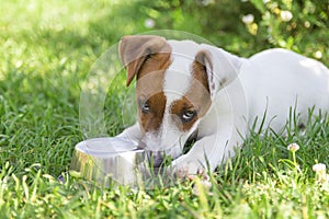 Domestic life with dog. Hungry dog with sad eyes is waiting for feeding .Jack Russell Terrier Dog Puppy.