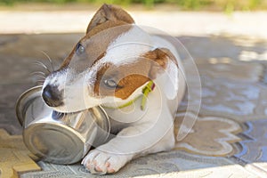 Domestic life with dog. Hungry dog with sad eyes is waiting for feeding .Jack Russell Terrier Dog Puppy