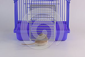 Domestic life and monotony concept. Routine. White rat on a white background in a purple cage with a wheel. Symbol of 2020