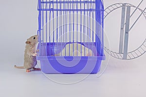 Domestic life and monotony concept. Routine. White rat on a white background in a purple cage with a wheel. Symbol of 2020