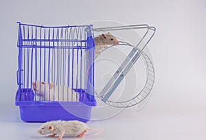 Domestic life and monotony concept. Routine. White rat on a white background in a purple cage with a wheel. Symbol of 2020