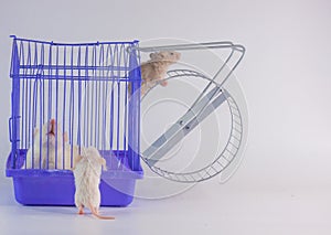 Domestic life and monotony concept. Routine. White rat on a white background in a purple cage with a wheel. Symbol of 2020