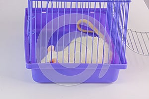 Domestic life and monotony concept. Routine. White rat on a white background in a purple cage with a wheel. Symbol of 2020