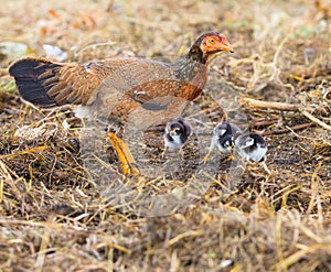 domestic livestock hen chicken feeding with baby chicken on field