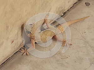 Domestic Lizard closeup