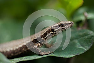 domestic lizzard