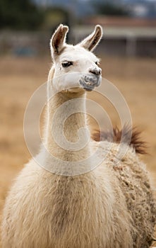 Domestic Llama front view