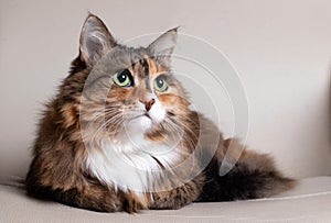 Domestic Long Hair Cat. Close-up of a red cat looking at the camera. A beautiful old cat with green, intelligent eyes. The cat`s