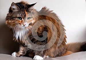 Domestic Long Hair Cat. Close-up of a red cat looking at the camera. A beautiful old cat with green, intelligent eyes. The cat`s