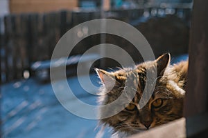 A domestic long hair cat looking straight.