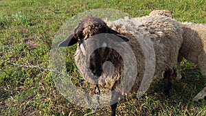 Domestic longhaired sheep have a rest. Sheep wool