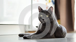 Domestic lordly gray cat with satisfied muzzle lies on the floor photo