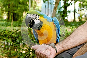 Domestic macaw with its caregiver