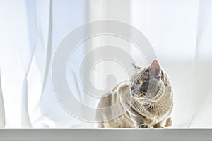 A domestic male Burmese cat, gray with yellow eyes, in a city apartment building. It effectively lies on the windowsill. Natural