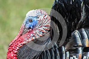 Domestic Male Turkey Headshot photo