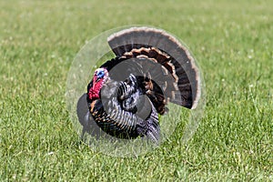 Domestic Male Turkey Strutting