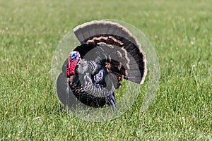 Domestic Male Turkey Strutting