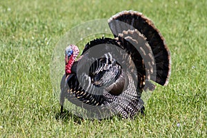 Domestic Male Turkey Strutting